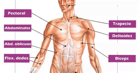 M Sculos Del Cuerpo Humano Grupos Tipos Y Funciones