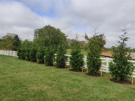 "Green Giant" (Thuja Arborvitae) | Pryor's Nursery