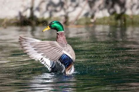 Mallard Duck Facts For Kids -Mallard Duck Species & Diet