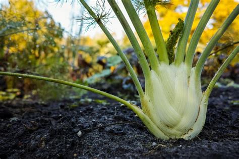 Harvesting Fennel » Top Tips on How