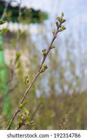 Naked Currant Branches Buds Garden Stock Photo Shutterstock
