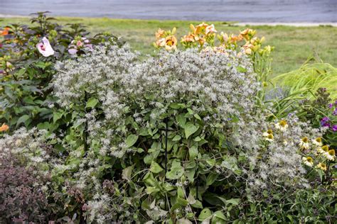 Clematis Diseases Plant Addicts