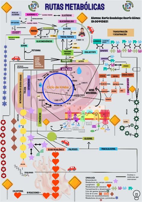 INTEGRACIÓN VÍAS METABÓLICAS