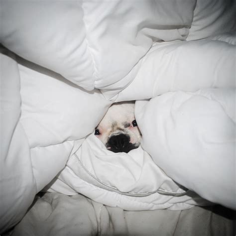DOG HIDING UNDER THE COVERS Blank Template - Imgflip