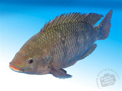 Tilapia, FREE Stock Photo, Image, Picture: Live Tilapia, Royalty-Free ...