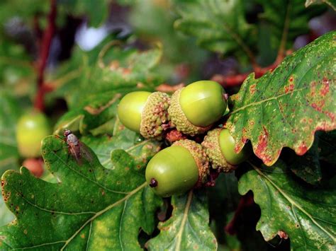 Quercus Robur Acorns English Oak Photograph By Ian Gowlandscience