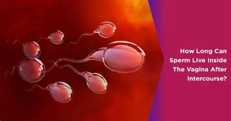 How Long Does Sperm Live Inside A Female Body