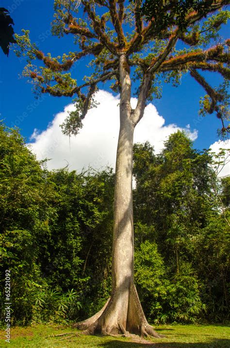 Ceiba - National tree of Guatemala Stock Photo | Adobe Stock