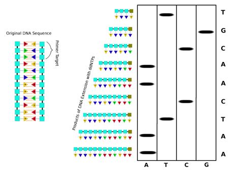 Microbiomethod Understanding Microbiome Research Chain Termination