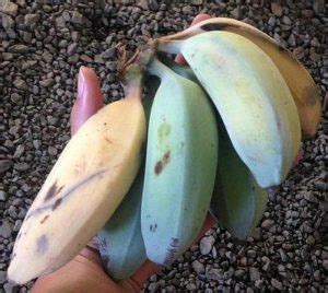 Fakta Seputar Fenomena Pisang Warna Biru Bercita Rasa Es Krim Blog Unik