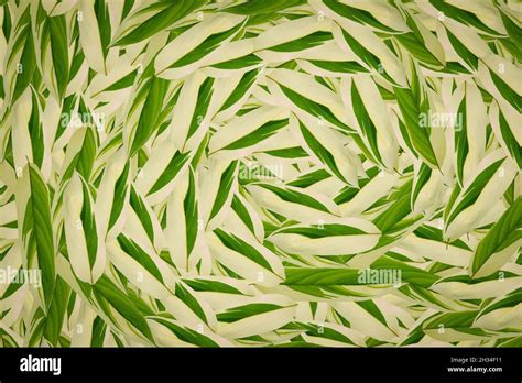 Fruit Pattern Background Plant Clothes Pattern Stock Photo Alamy