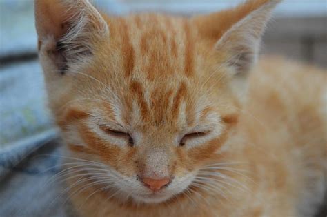 Kitten Small Pussy Cute Free Photo On Pixabay
