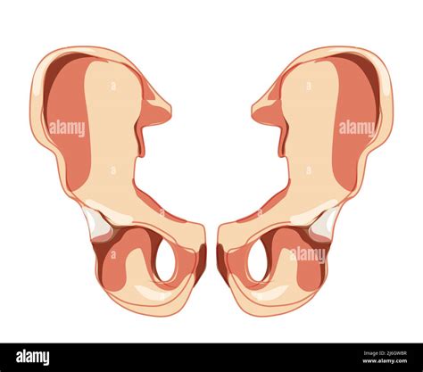 Skeleton Hip Bone Os Coxae Innominate Pelvic Coxal Bone Human Front