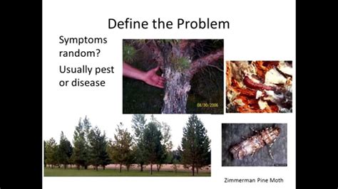 Diagnosing Plant Problems Youtube