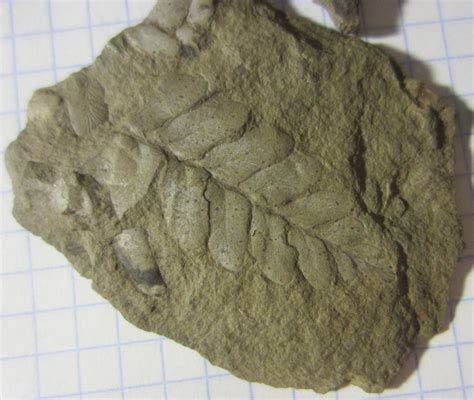 Семенные папоротники?