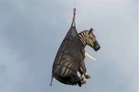 Bonnie Blue Net Worth: Age, Husband, Career, Family, Profession - new