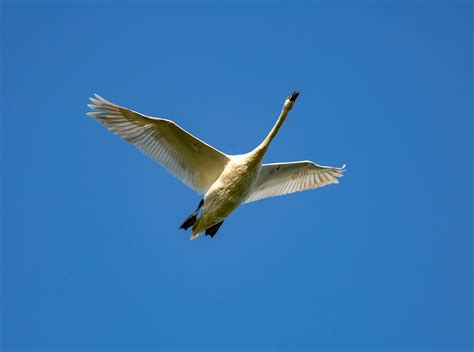 Лебедь В Полете Фото – Telegraph