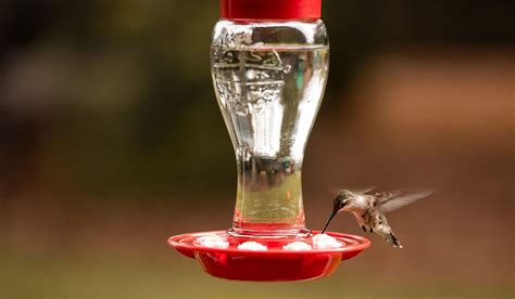 Recipe Hummingbird Nectar – Make Your Own