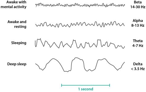 What Are The Types Of Brain Waves Star Planete Net