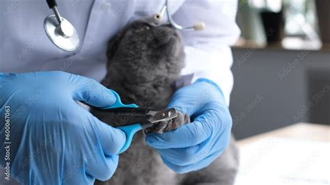 A Veterinarian Trims The Claws Of A Fluffy Gray Cat A Cat Is Examined