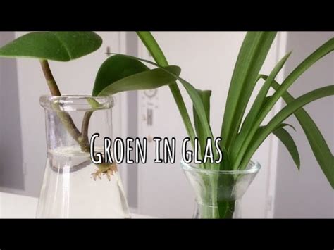 Planten Stekken Voor Beginners Tuinweb 44 Off