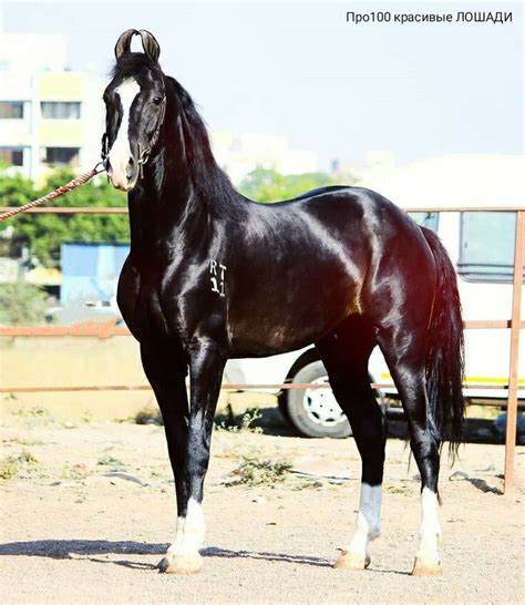 Про100 красивые ЛОШАДИ — Разное | OK.RU | Hästar