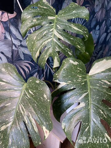 Монстера тайское созвездие купить в Новокузнецке | Товары для дома и ...