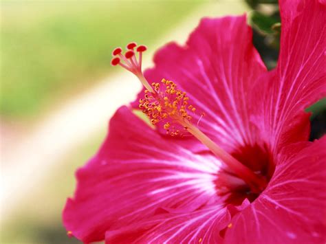 Blumen Chinesischer Hibiskus Bl Tenblatt Bild Top Kostenlose Fotos