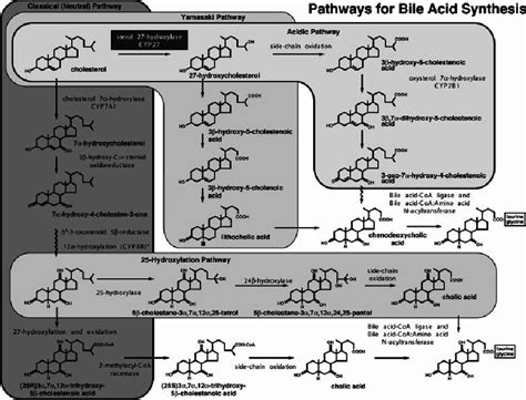 Metabolic Pathway For The Biosynthesis Of The Primary Bile Acids In The