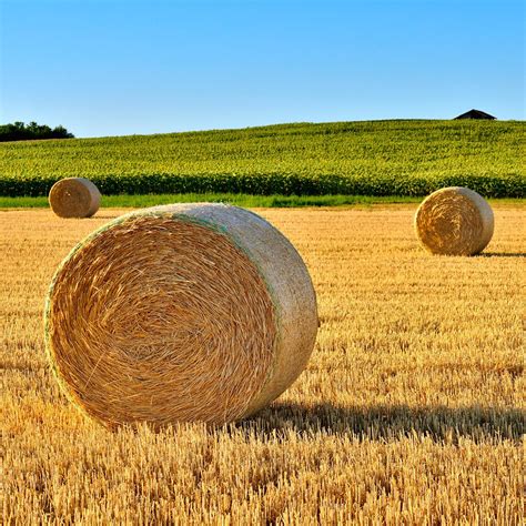 Lebensgefährlich Bauer verbietet Sex im Feld COSMOPOLITAN