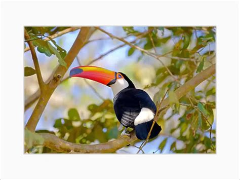 Mounted Print Of Toco Toucan Ramphastos Toco Common Toucan