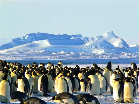 800+ Pinguin Bilder und Fotos · Kostenlos Downloaden · Pexels Stock-Fotos