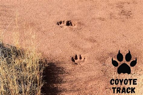 How Big Are Coyote Paw Prints At Beverly Kiker Blog