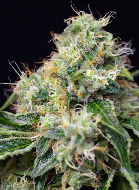 Buy Seeds Online From Seed Cellar For The Best Cannabis