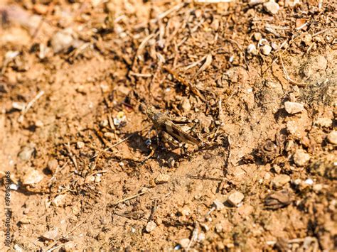 Oedipoda Caerulescens L Dipode Turquoise Ou Criquet Ailes Bleues