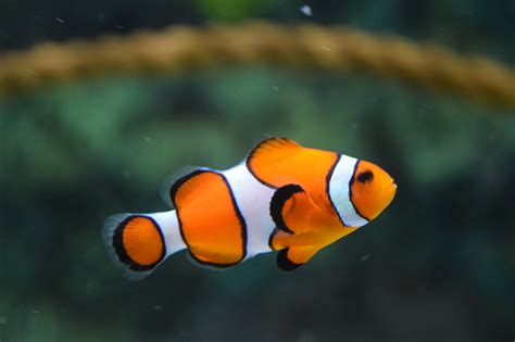 jenis ikan hias air tawar  types    beautiful