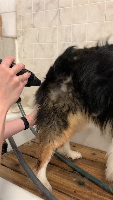 how to remove undercoat from dog