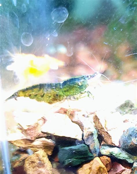 can shrimp not moving easily 7