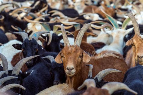 The War Against Goat Plague