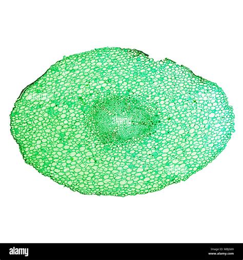 Plant Root Cross Section Microscope Banque De Photographies Et Dimages