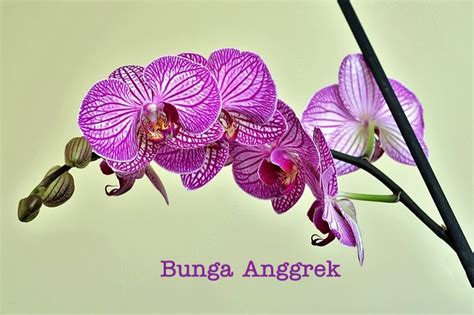 Jenis Atau Ciri Flora Asiatis Dan Australis Di Indonesia Cekrisna
