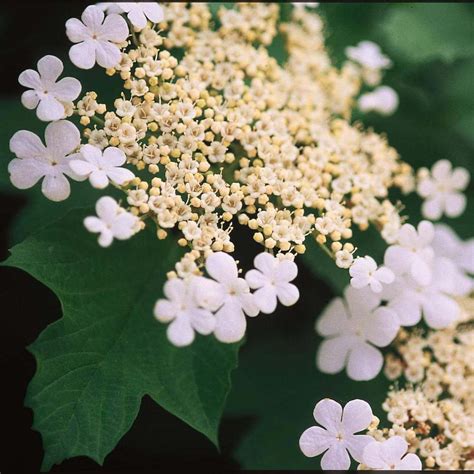 Viburnum Trilobum Wentworth Viorne Trilobée Très Coloré En Automne