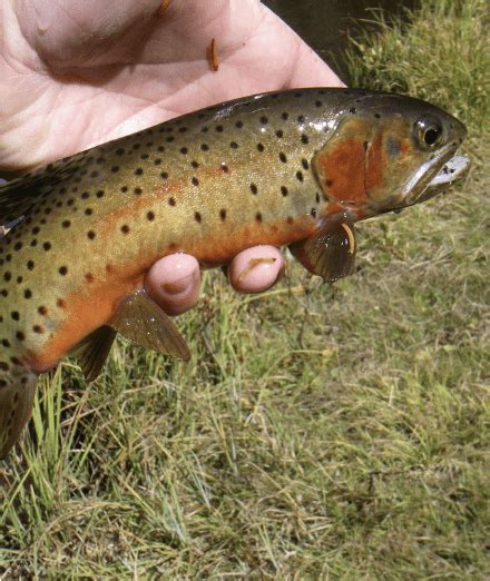 Greenback Cutthroat: The Vibrant and Elusive State Fish of Colorado