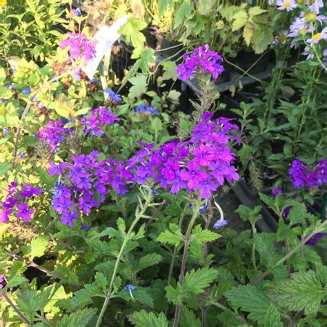 Verbena Canadensis Homestead Purple Le Chatel Des Vivaces