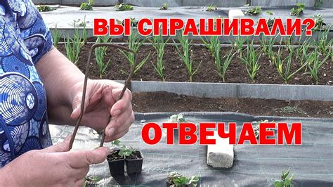 Петля-лентяйка для уничтожения сорняков. - YouTube