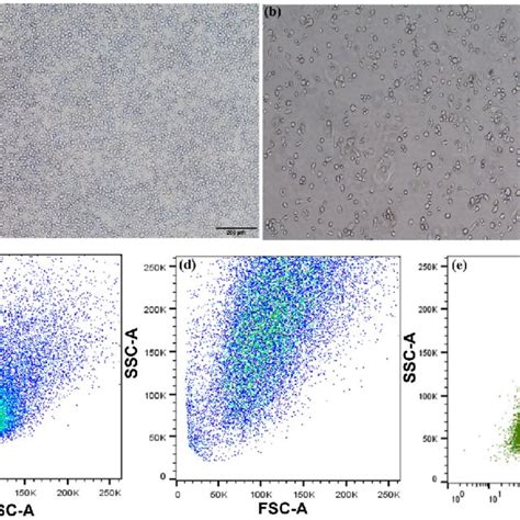 Phenotypic Characterization Of THP 1 Derived M0 Macrophages Phase