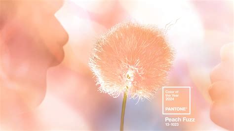 Pantone Color Of The Year Peach Fuzz