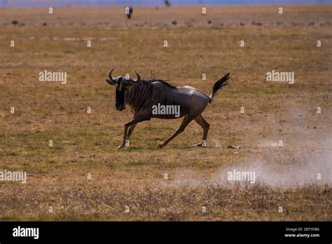 African Wildebeest Life Migration Grassing Fighting From Masai Mara