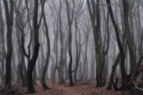 The Haunted Forest Haunted Forest Cool Landscapes Misty Forest