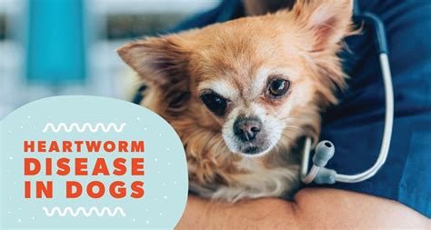 how to get rid of heartworms in dogs
